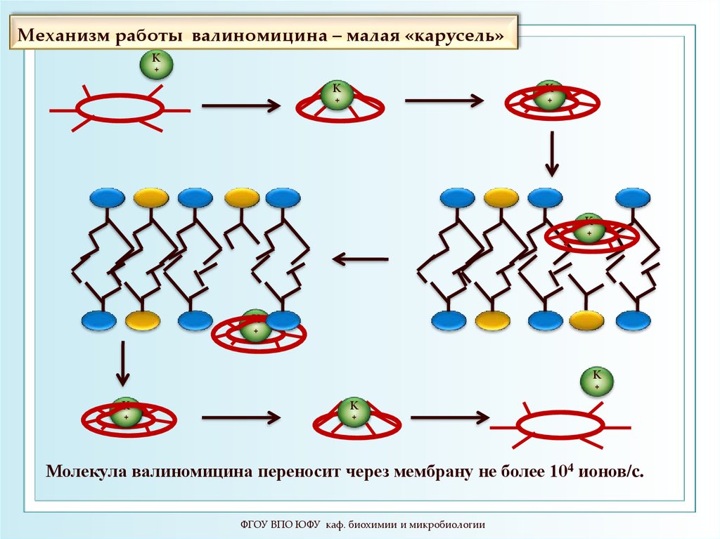 Механизм работы. Валиномицин биохимия. Механизм действия валиномицина. Молекула валиномицина переносит через мембрану. Мооекула вилиномицинв переносии.