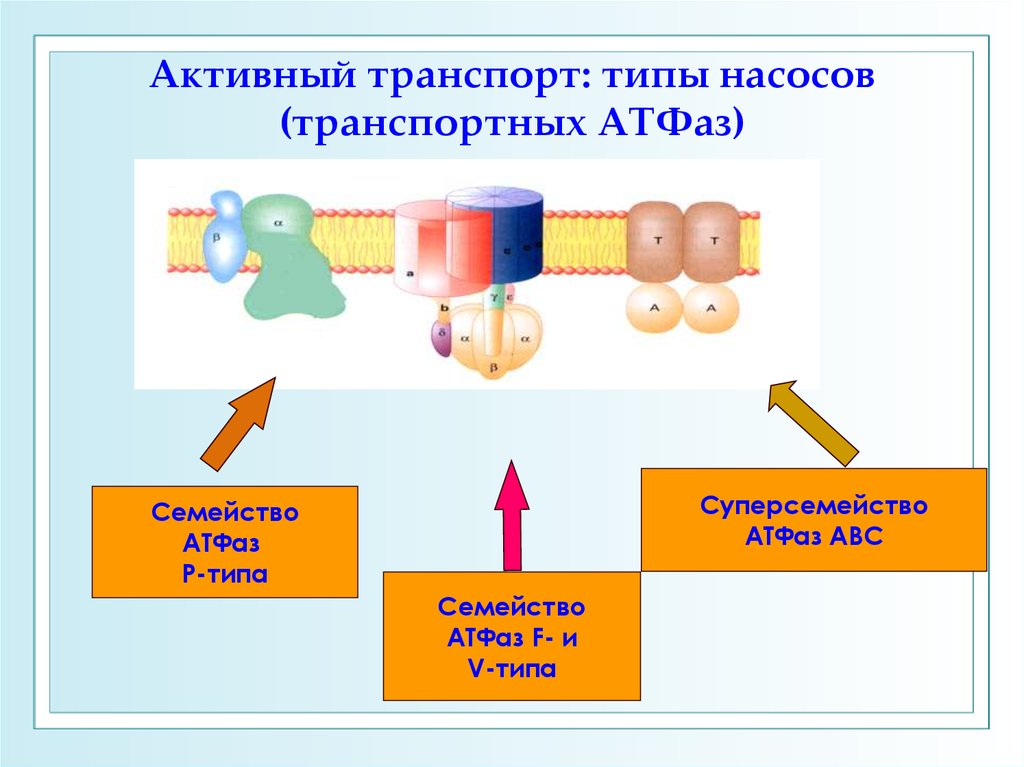 Активный транспорт насосы. Активный транспорт виды насосов. Активный транспорт это в биофизике. Типы транспортных АТФАЗ биофизика. Типы транспортных насосов.