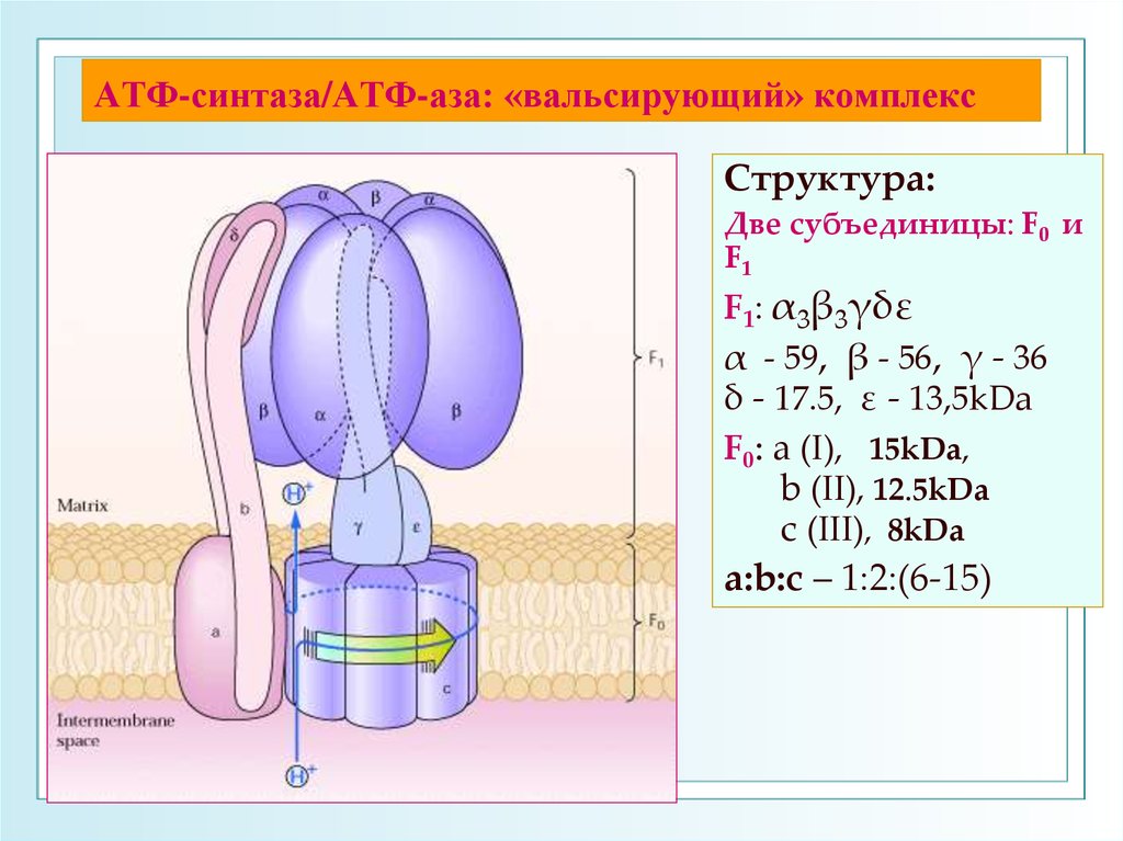 Строение атф синтеза. АТФ синтаза f1 f0. Комплекс 5 АТФ синтаза. АТФАЗА И АТФ-синтаза. АТФ синтаза в хлоропластах.
