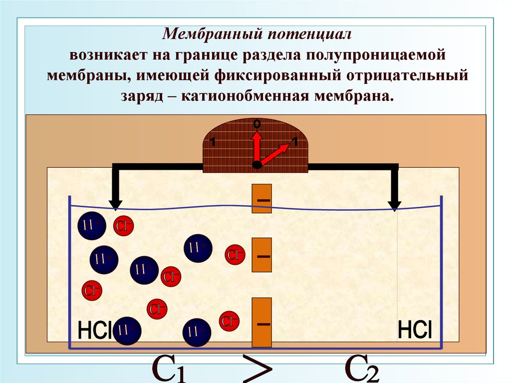 Мембрана потенциалы