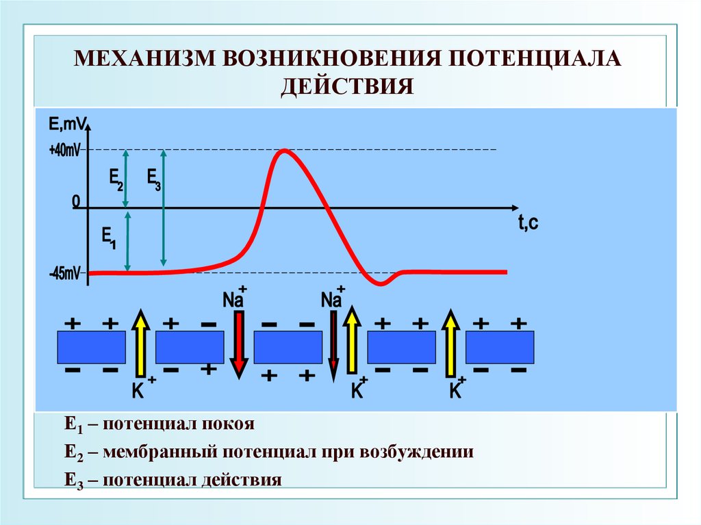 Появление механизмов. Механизм возникновения мембранного потенциала. Механизмы возникновения мембранного потенциала физиология. Мембраны потенциал покоя. Механизм возникновения. Мембранный потенциал покоя схема.