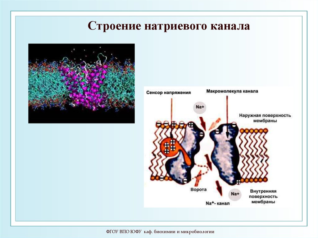 Презентация по биофизике