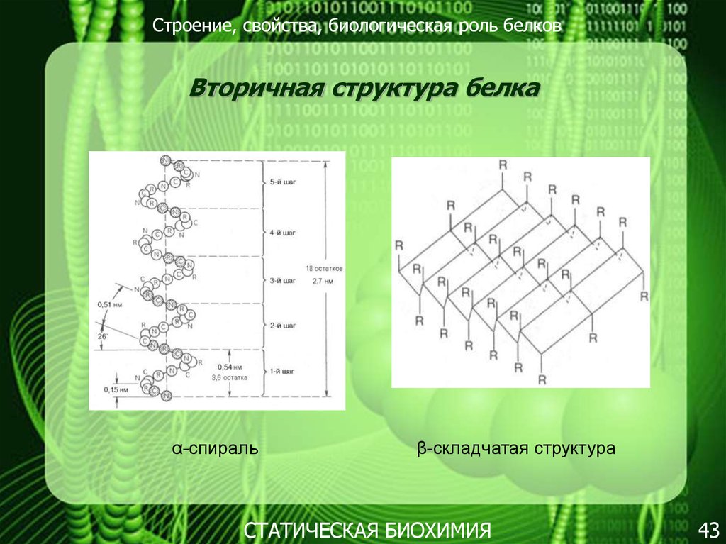 Биологическая роль и структура белка