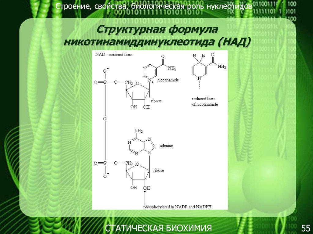 Над биологическая роль