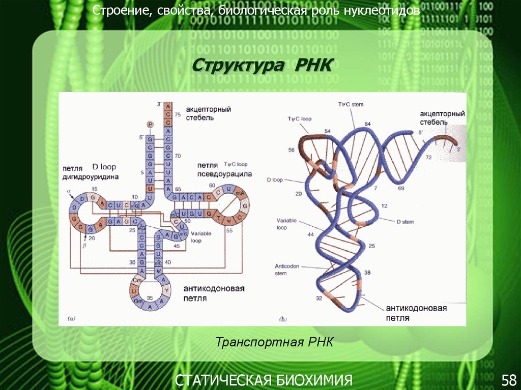 Т рнк это белок. Строение транспортной РНК биохимия. Структура ТРНК биохимия. Структура транспортной РНК. Вторичная и третичная структура ТРНК.