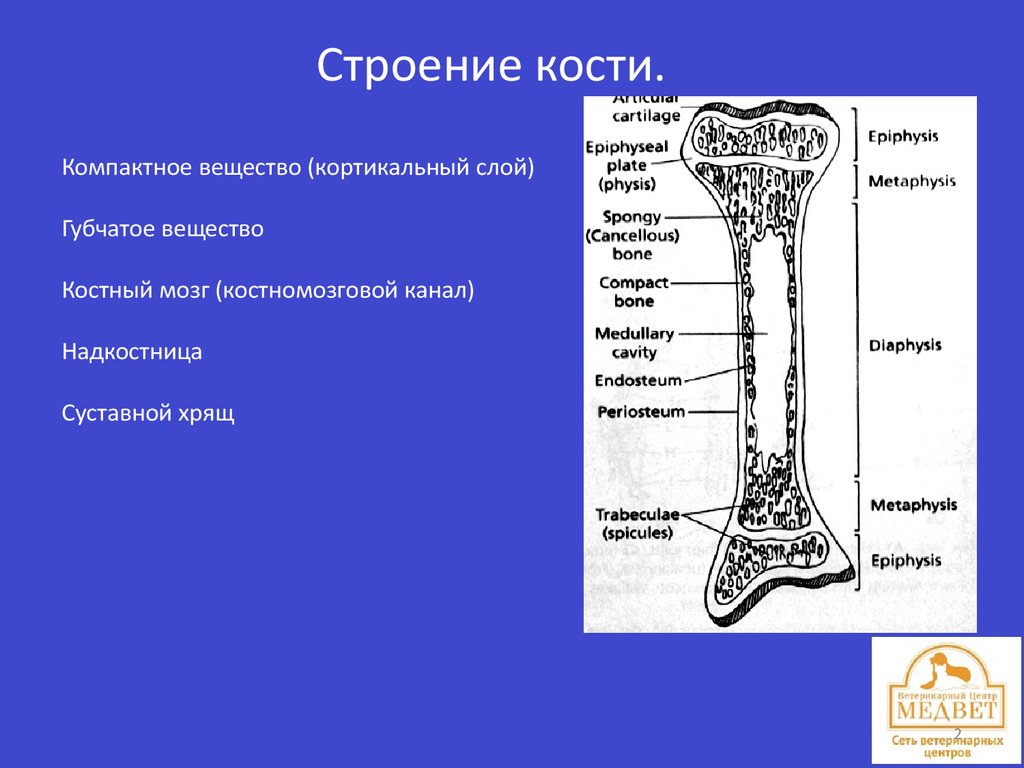 Метафиз кости. Строение кости надкостница кость. Эпифиз метафиз. Изменение структуры кости