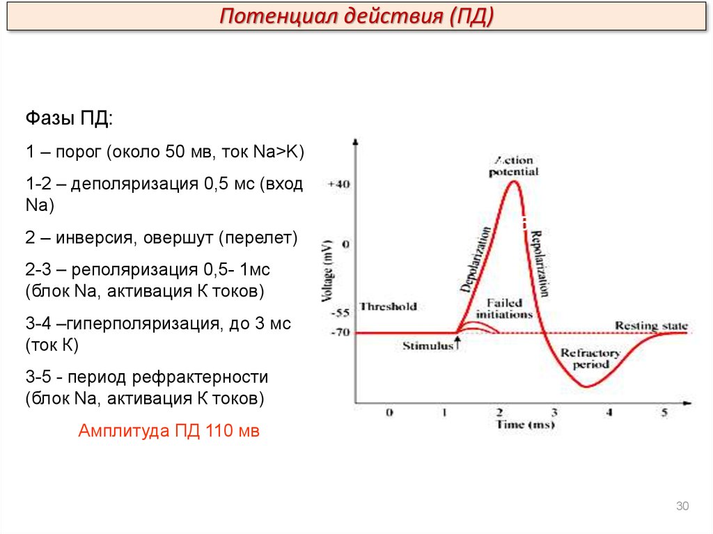 Схема потенциала действия физиология