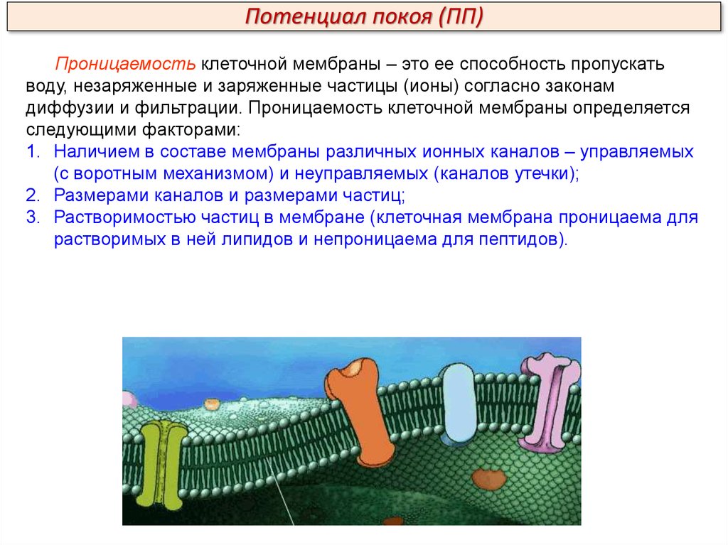 Мембраны клетки тест. Роль клеточной мембраны в проницаемости. Проницаемость клеточных мембран. Ионная проницаемость клеточной мембраны. Проницаемость мембраны клетки.