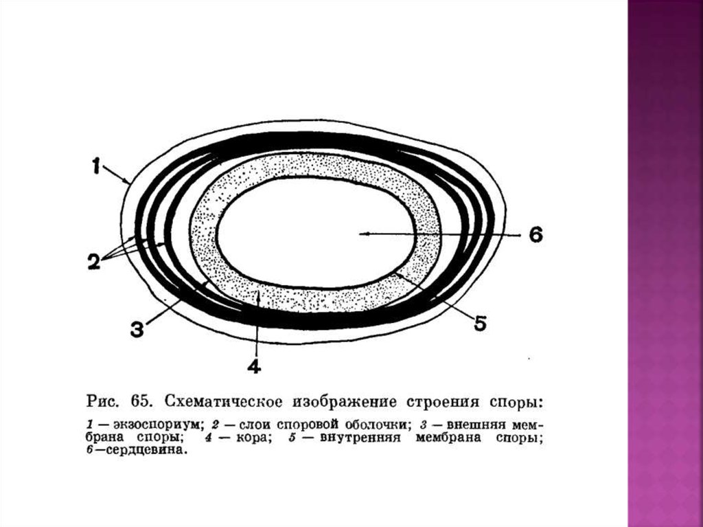 Строение споры. Строение покоящихся форм прокариот. Эндоспоры и экзоспоры бактерий. Экхоспориум споры бактерий.