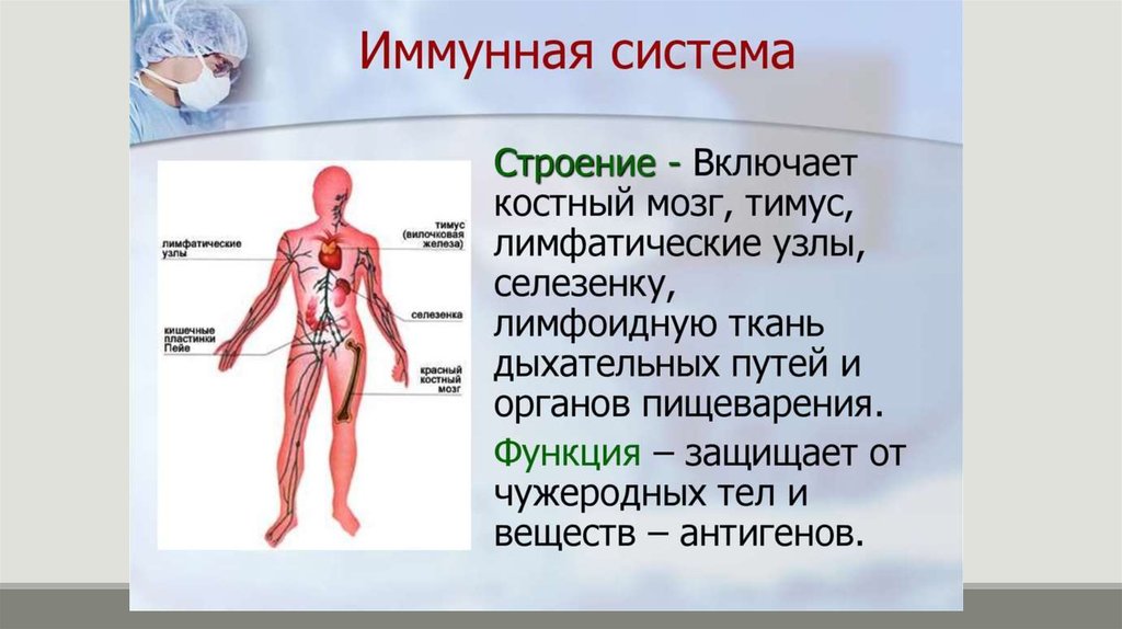 Иммунная система схема