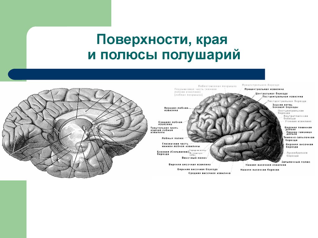 Полушария переднего мозга с зачатками коры. Конечный мозг поверхности полушарий края. Верхняя латеральная поверхность больших полушарий. Полушария конечного мозга анатомия. Полушария головного мозга конечный мозг.