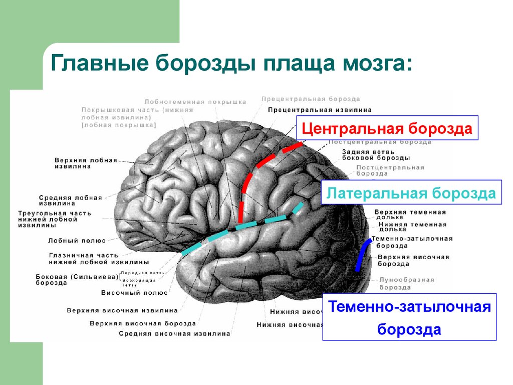 Извилины долей мозга. Борозды доли извилины коры головного мозга. Щели и первичные борозды конечного мозга. Строение лобной доли конечного мозга. Головной мозг строение извилины.
