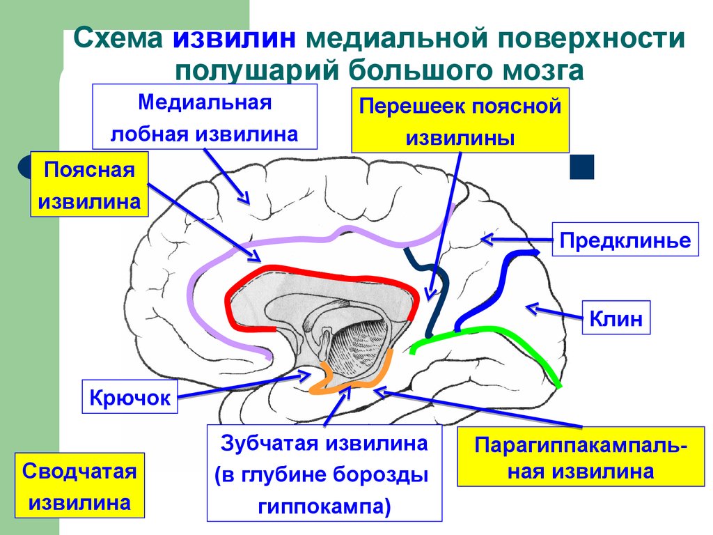 Медиальная поверхность мозга. Сводчатая извилина мозга. Зубчатая извилина гиппокампа. Части сводчатой извилины анатомия. Схема извилин медиальной поверхности.