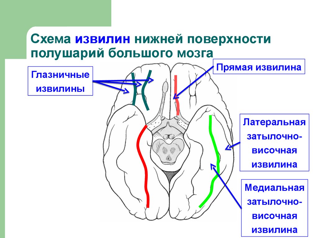 Нижнее полушарие мозга. Борозды и извилины нижней поверхности мозга. Нижняя поверхность полушарий большого мозга анатомия. Нижняя поверхность головного мозга борозды. Прямая извилина.