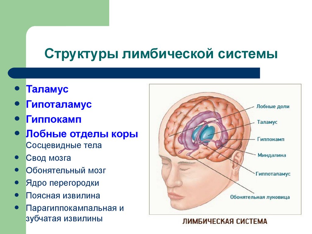 Схема лимбическая система