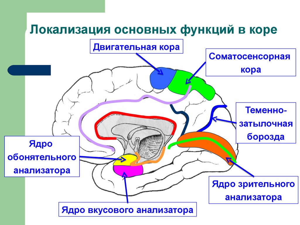 Обонятельные зоны мозга
