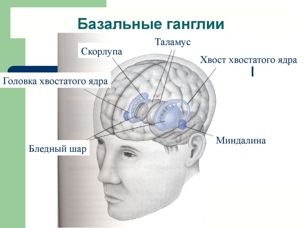 Базальные ганглии мозга. Базальные ганглии головного мозга. Строение головного мозга базальные ганглии. Схема расположения базальных ганглиев. Функции базальных ганглиев мозга.