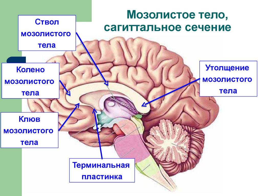 После 40 головного мозга. Строение мозолистого тела головного мозга. Что такое мозолистое тело в головном мозге у человека. Структуры головного мозга мозолистое тело. Валик мозолистого тела головного мозга.