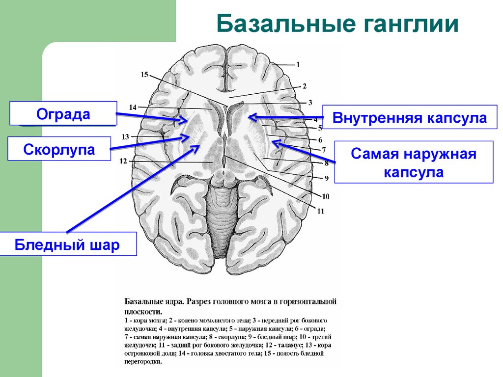Базальные ганглии мозга. Ядра конечного мозга анатомия. Конечный мозг анатомия внутренняя капсула. Схема базальных ядер головного мозга. Наружная и внутренняя капсула конечного мозга.
