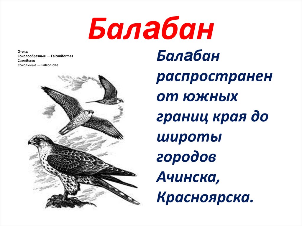 Красная книга красноярского. Птицы занесенные в красную книгу Красноярского края. Красная книга Красноярского края птицы. Животные и птицы Красноярского края занесенные в красную книгу. Птицы из красной книги Красноярского края.