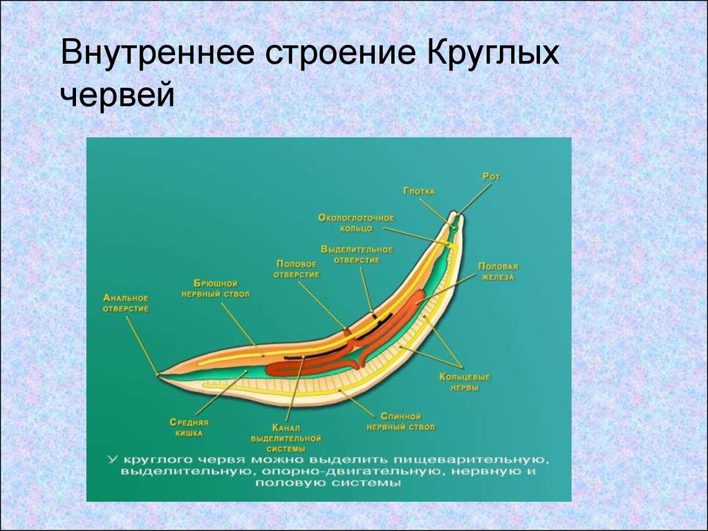 Круглые черви схема