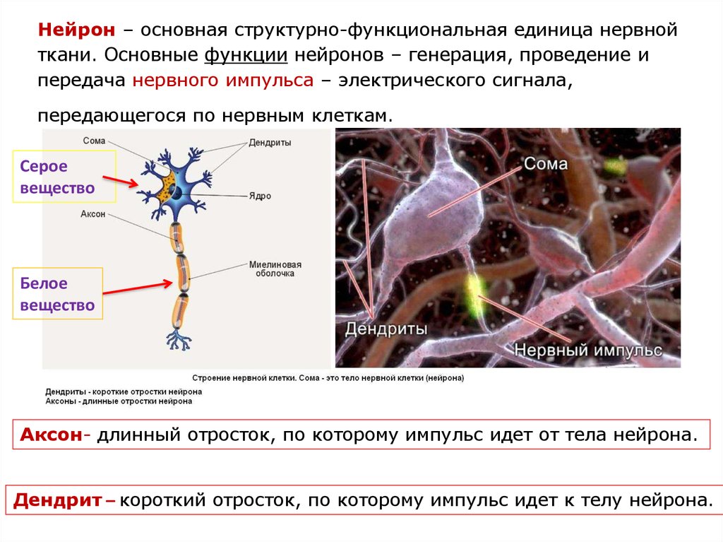 Структурной единицей системы. Функции серого вещества нервной ткани. Нервная ткань Аксон функции. Аксон основная структурно-функциональная единица нервной системы. Нервной ткани в белом веществе строение.