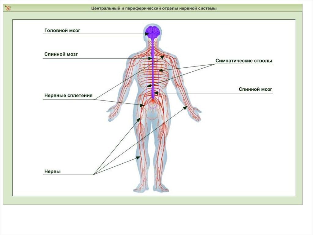 Что относится к центральной нервной системе. ЦНС И периферическая нервная система схема. Центральный и периферический отделы нервной системы. Нервная система человека строение Центральная и периферическая. Периферическая нервная система человека схема.