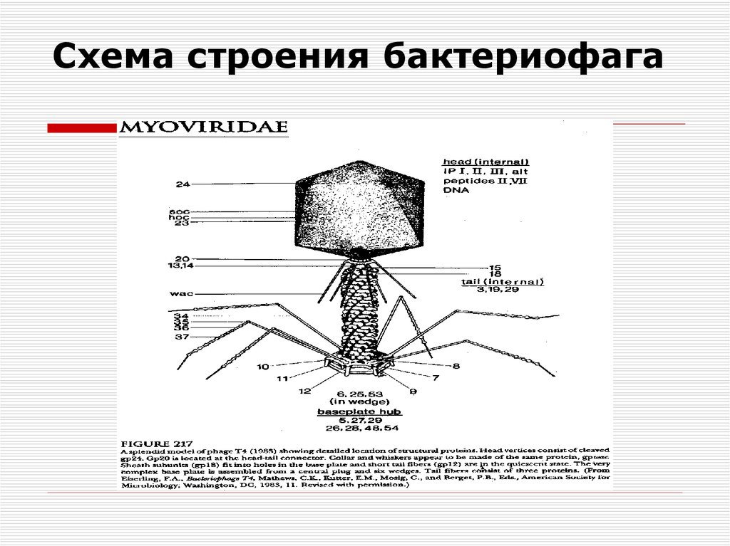 Наследственный аппарат бактериофага. Строение вируса бактериофага. Схема строения бактериофага. Бактериофаг строение рисунок. Формы существования бактериофага.