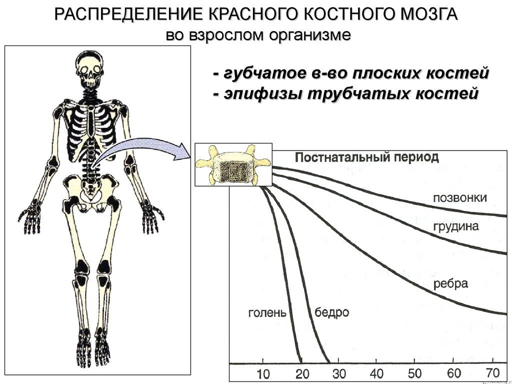 Красный костный мозг ребенка. Распределение красного костного мозга у взрослого и ребенка. Лимфоидные органы. Красный костный мозг и желтый костный мозг.