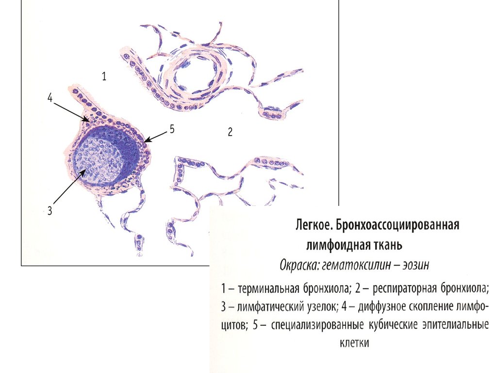 Лимфоидное кольцо блок схема