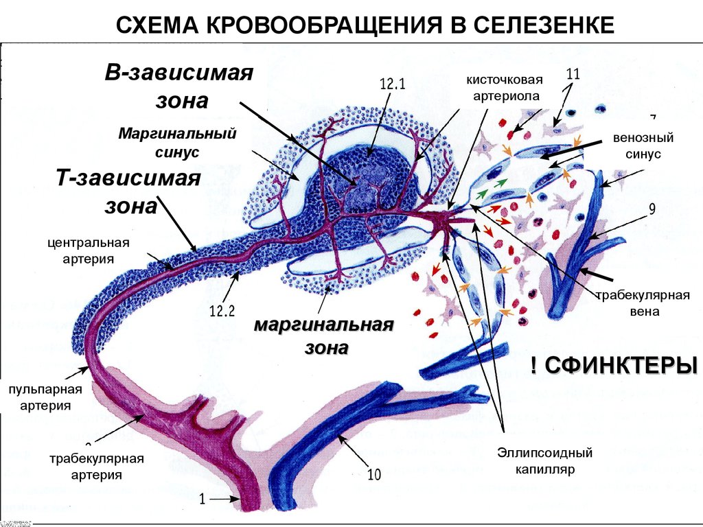 Кровоснабжение селезенки схема