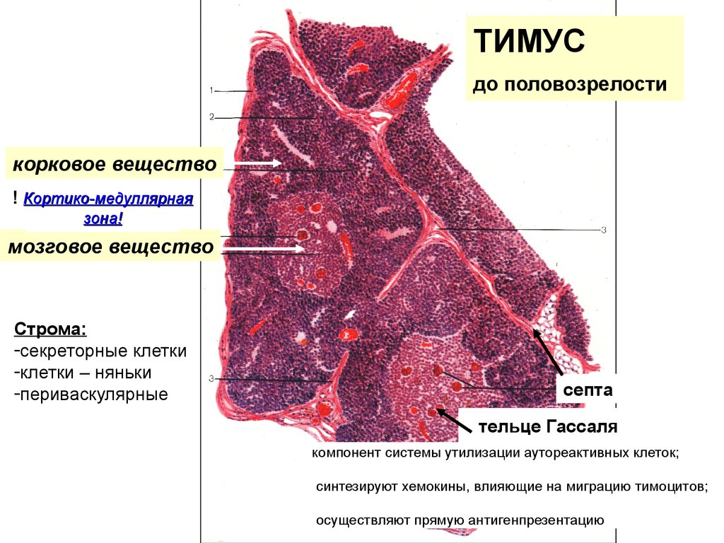 Тимус рисунок препарата