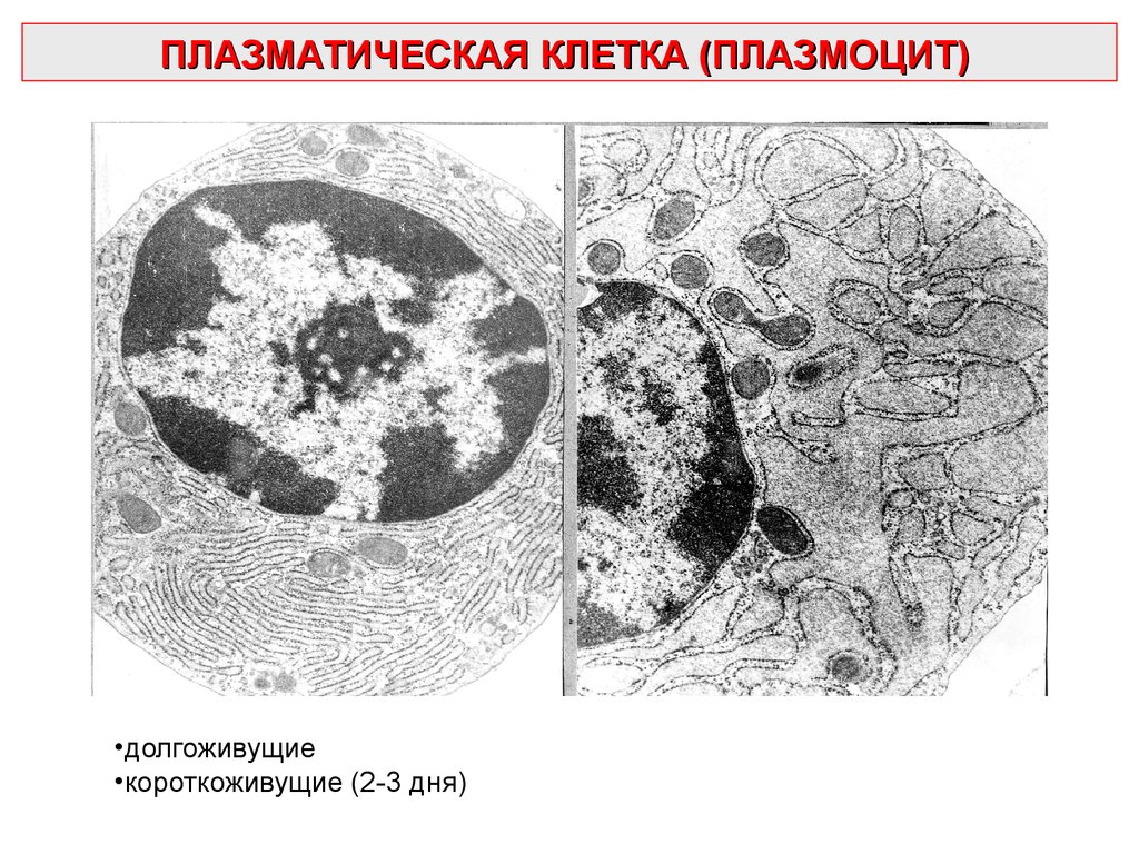 Плазмоциты