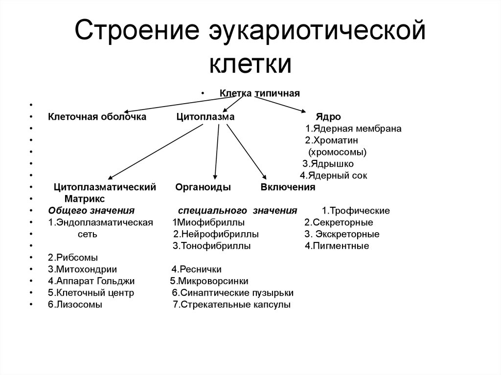 Структура эукариотической