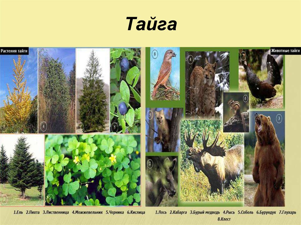 В какой природной зоне обитает ель. Тайга европейская часть России животный мир. Природная зона Тайга фауна. Тайка животные и растения.