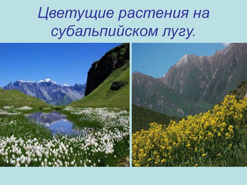 На какой высоте расположен субальпийский пояс кавказ. Субальпийские и Альпийские Луга. Субальпийский пояс Кавказа. Растения субальпийских и альпийских лугов Краснодарского края. Субальпийский пояс растения.