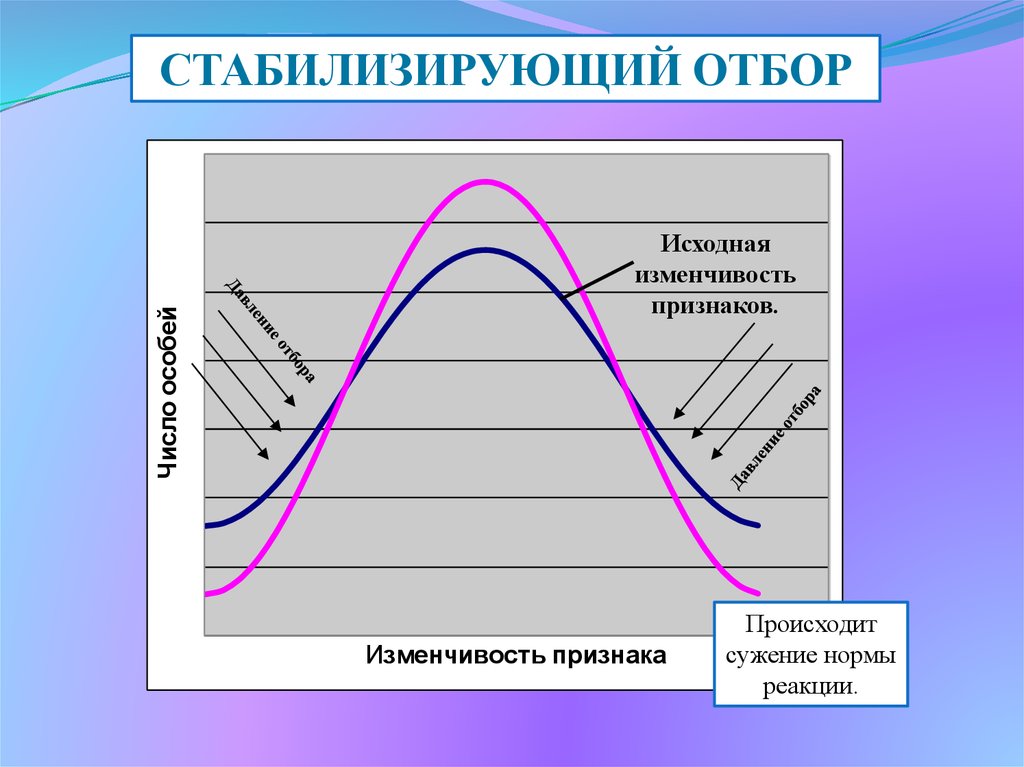 Стабилизирующая форма отбора результат. Стабилизирующая форма отбора. Стабилизирующая форма естественного отбора. Дизруптивный отбор норма реакции. Стабилизирующий отбор норма реакции.