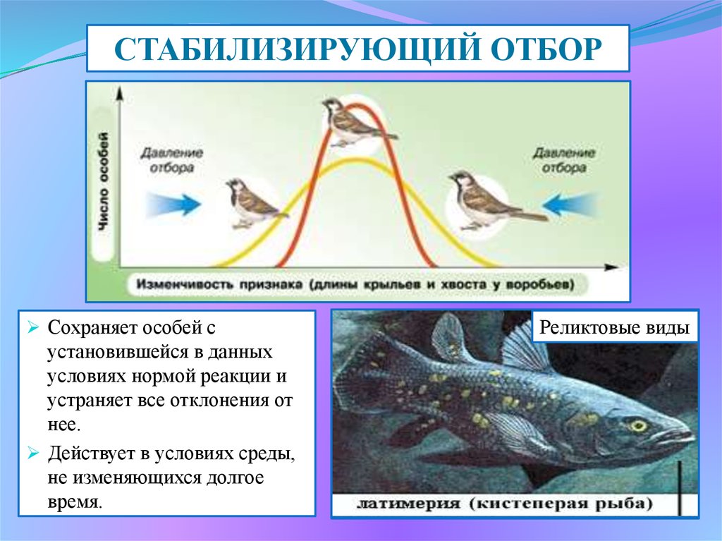 Какой отбор сохраняет видовые признаки человека. Пример действия стабилизирующей формы естественного отбора. Стабилизирующий отбор. Условия стабилизирующего отбора. Стабилизирующий естественный отбор.