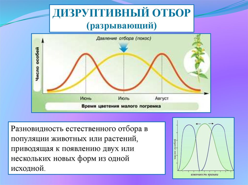 Фото дизруптивный отбор