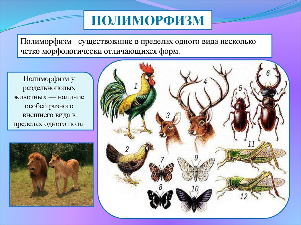 Генетический полиморфизм презентация