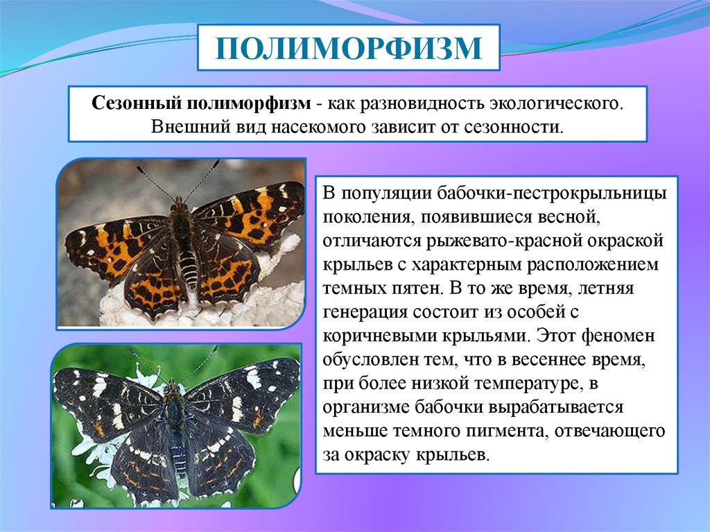 Адаптация насекомых к сезонным изменениям. Полиморфизм. Полиморфизм биология. Полиморфизм бабочек. Экологический полиморфизм.