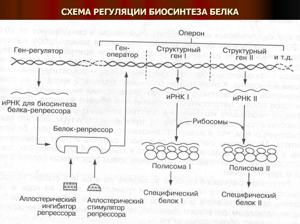 Биосинтез гена. Схема регуляции синтеза белка. Схема регуляции синтеза белка у эукариот. Схема регуляции биосинтеза белка. Схема синтеза белка эукариот.