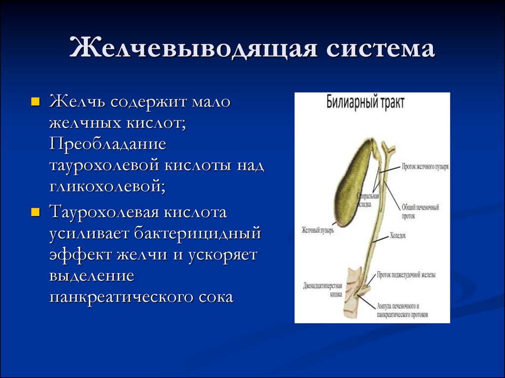 Особенности желчного пузыря