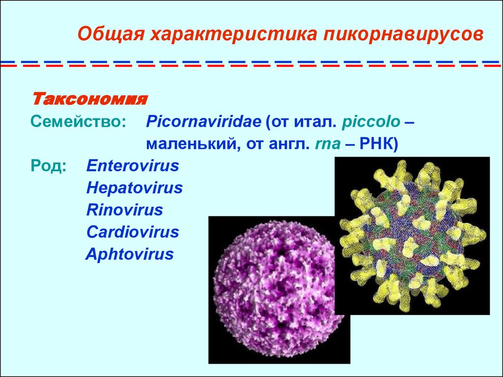 Вирус ковид отнесен к группе. Пикорнавирусы структура вириона. Пикорнавирусы микробиология строение. Энтеровирусы микробиология таксономия. Классификация пикорнавирусов энтеровирусов.