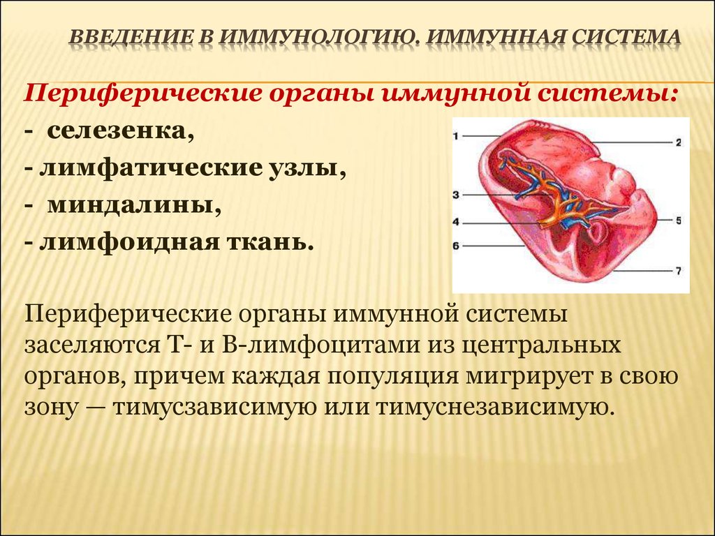 Селезенка это орган. Строение селезенки иммунология. Селезенка орган иммунной системы. Строение и функции селезенки иммунология. Периферические органы иммунной системы иммунология.