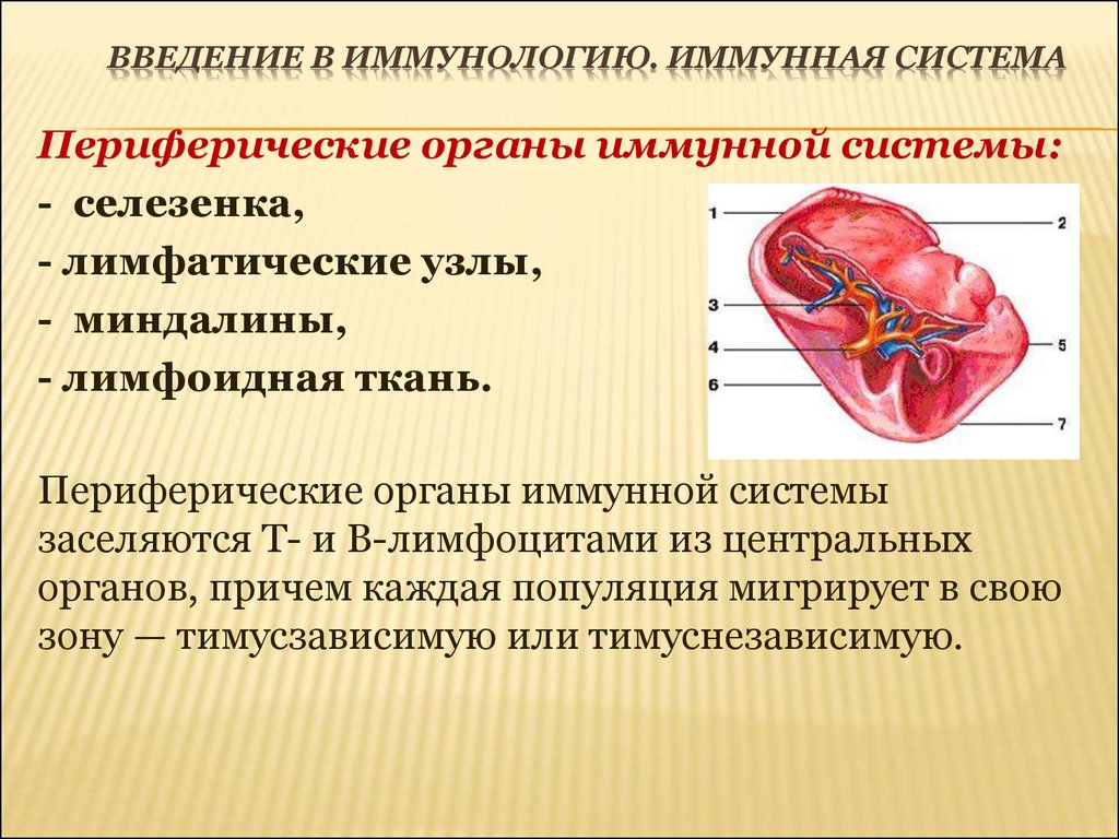 Лимфоидная ткань органы