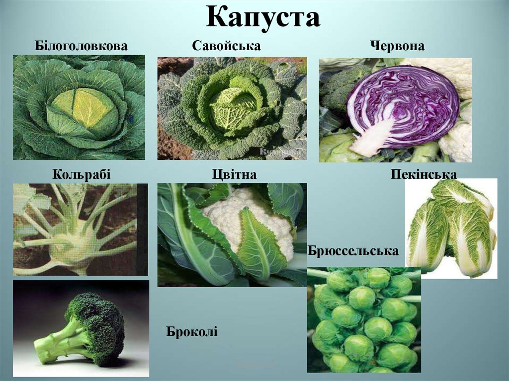 Капуста дика. Дикая капуста. Дикорастущая капуста. Как выглядит Дикая капуста. Дикорастущая капуста и разновидности капусты.