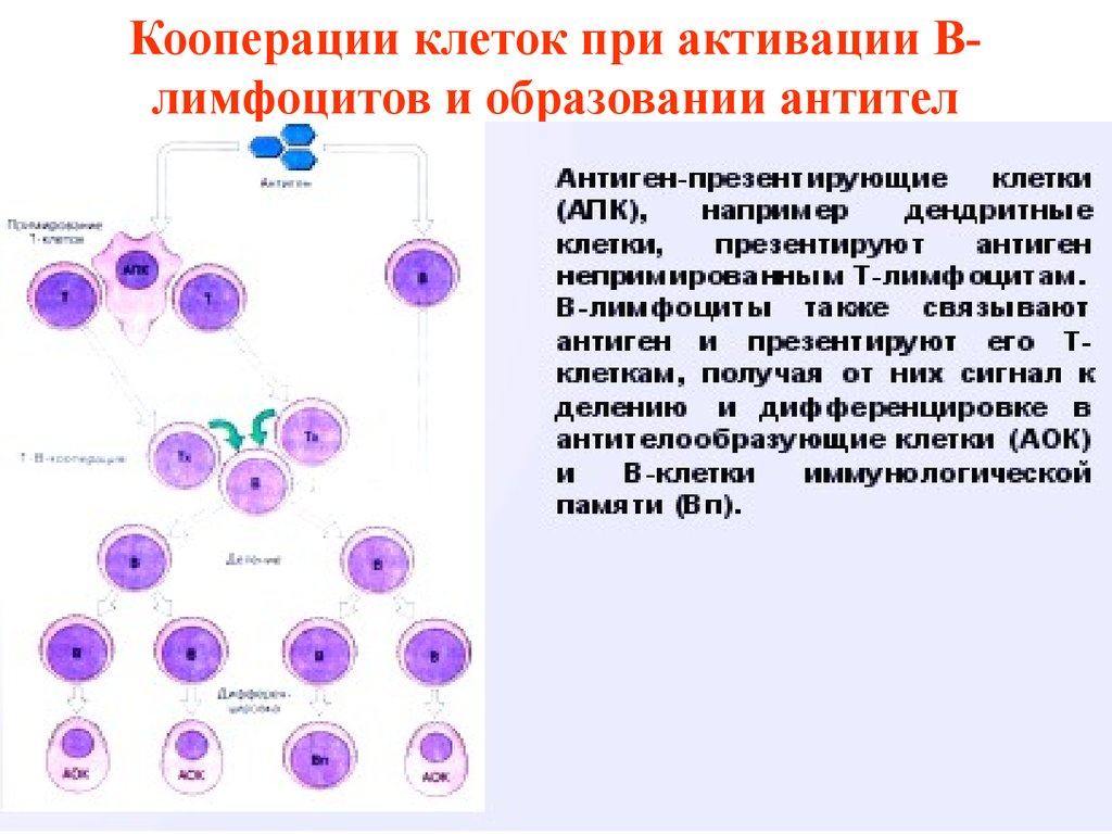 Б клетки. Активация в-лимфоцитов схема. Активация и пролиферация в-лимфоцитов. Антитела образуют т лимфоциты. Механизм активации в лимфоцитов.