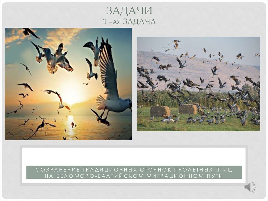 Ингерманландский заповедник - презентация онлайн