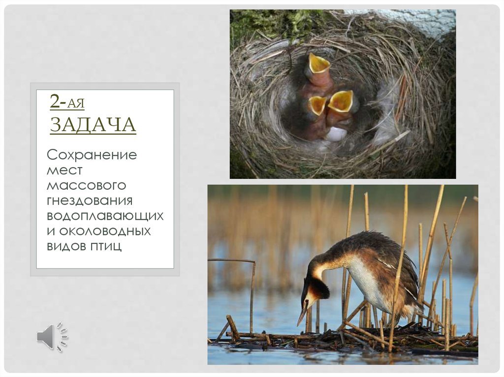 Ингерманландский заповедник - презентация онлайн